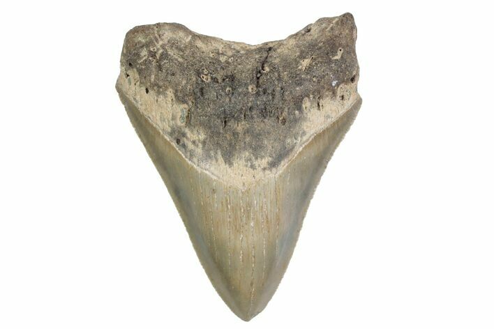 Serrated, Fossil Megalodon Tooth - North Carolina #379147